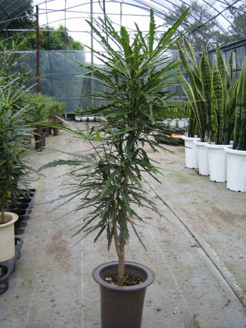 آرالیای دروغی